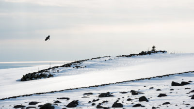 Høgjæren